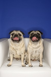 209800-two-pug-dogs